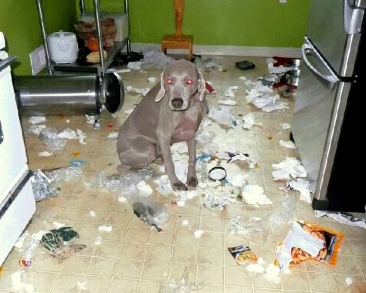 2.20.15-Dogs-Who-Are-Proud-They-Trashed-Your-House16